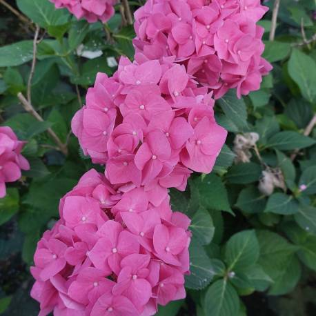 Hydrangea macrophylla