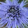 Globularia vulgaris