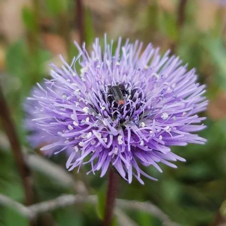 Globularia vulgaris