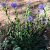 Globularia vulgaris