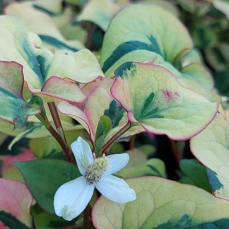 Houttuynia cordata 'Jokers Gold'