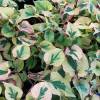 Houttuynia cordata 'Jokers Gold'