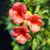 Campsis x tagliabuana 'Orangeade'