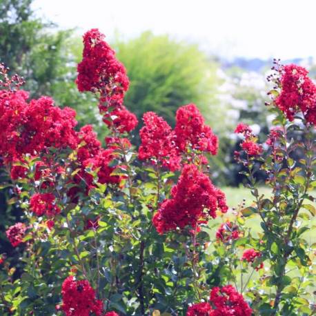 Lagerstroemia indica 'Victor'