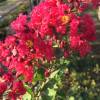 Lagerstroemia indica 'Victor'