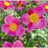 Anemone hupehensis 'Bowles Pink'