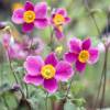 Anemone hupehensis 'Bowles Pink'