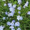 Ipheion uniflorum