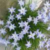 Ipheion uniflorum