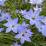 Ipheion uniflorum