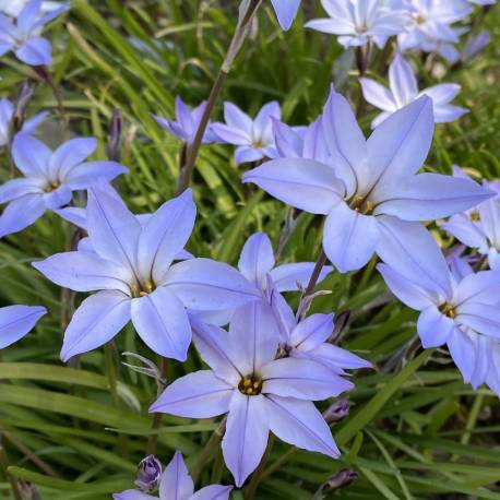 Ipheion uniflorum