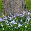 Ipheion uniflorum