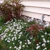 Ipheion uniflorum