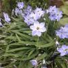 Ipheion uniflorum