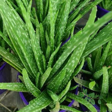 Aloe vera (Aloe barbadensis)