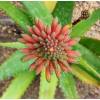 Aloe vera (Aloe barbadensis)