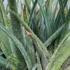 Aloe vera (Aloe barbadensis)