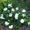 Gardenia jasminoides 'Crown Jewel'