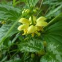 Lamium galeobdolon subsp. montanum 'Florentinum'