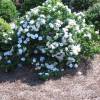 Gardenia jasminoides 'Crown Jewel'