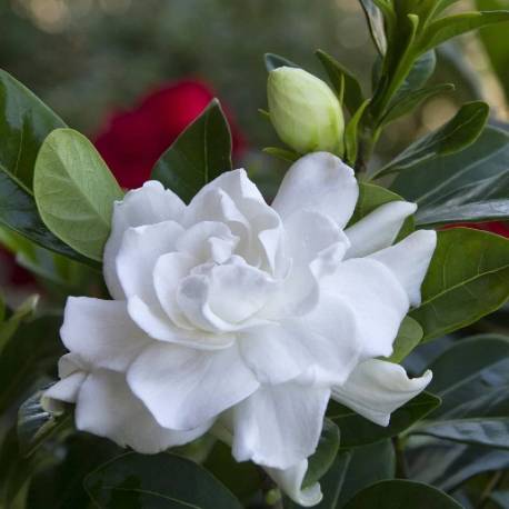 Gardenia jasminoides 'Crown Jewel'