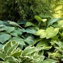 Hosta mix