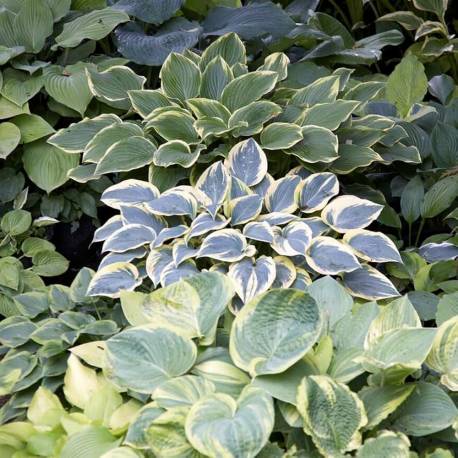 Hosta mix