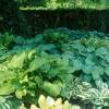 Hosta mix