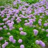 Allium 'Millenium'