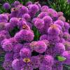 Allium 'Millenium'