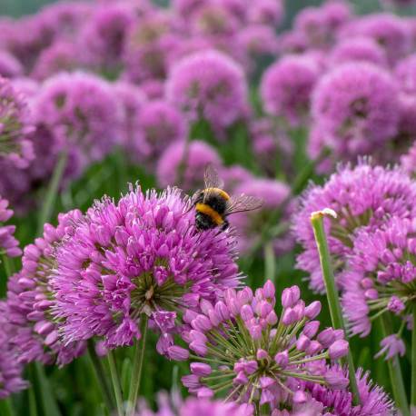 Allium 'Millenium'