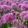 Allium 'Millenium'