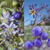 Dianella 'Blue Stream'