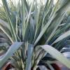 Dianella 'Blue Stream'