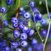 Dianella 'Blue Stream'