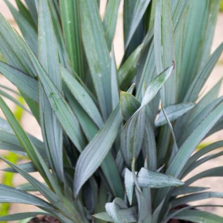 Dianella 'Blue Stream'