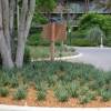 Dianella 'Blue Stream'