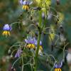 Dianella 'Blue Stream'