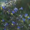 Dianella 'Coolvista'