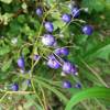 Dianella 'Coolvista'