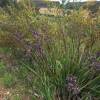 Dianella 'Coolvista'