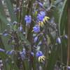 Dianella 'Coolvista'