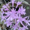 Tulbaghia violacea 'Variegata'