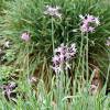 Tulbaghia violacea 'Variegata'