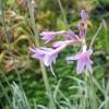 Tulbaghia violacea 'Variegata'