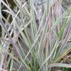 Tulbaghia violacea 'Variegata'