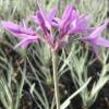 Tulbaghia violacea 'Variegata'