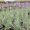 Tulbaghia violacea 'Variegata'