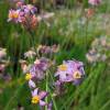 Tulbaghia 'Enya'