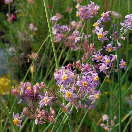 Tulbaghia 'Enya'